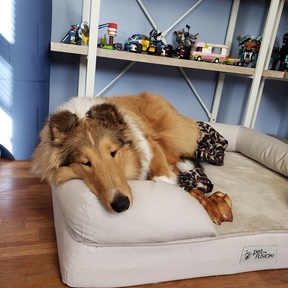 Daily Leash Dog Walking and Pet Taxi - Holliston, MA