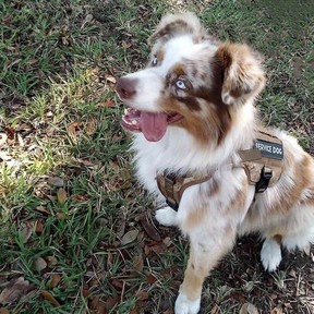 Sobaka Kai Dog Training - Dog Trainers - Miami, FL