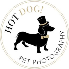 Hot Dog Pet Photography - Orlando, FL