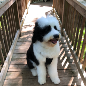 Professional Pet Care - Dog Boarding and Dog Grooming  - Harrison, AR