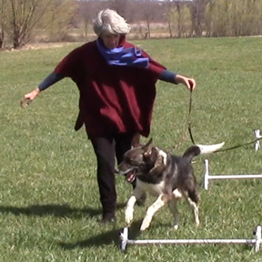 Joyful Dog - In Home Private Certified Dog Trainer - Leesburg, VA