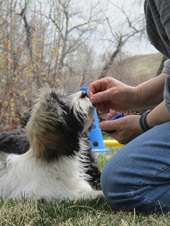 Citizen Canine Dog Training - Longmont, CO