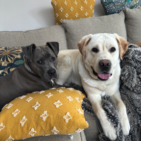Susan Judge - Holistic Pet Health Coach Nutritionist - South Bethany, DE