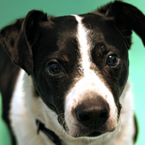 Tangier Media Studio - Pet Photography - Chapel Hill, NC