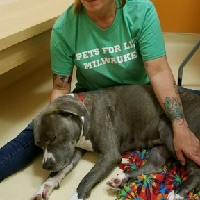 North Shore Canine Massage - Shorewood, WI
