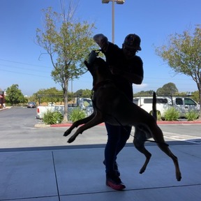 Canine Centric - Dog Training and Canine Behavioral Coaching - San Pablo, CA