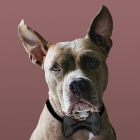 Polite Happy Dog Academy | Dog Training - Palm Harbor, FL