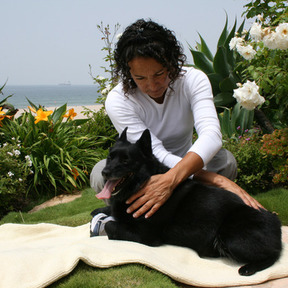 Animal Healer - Pet Reiki Practitioner - Nationwide