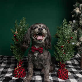 Taylor Renee Photography - Professional Pet Photographer - Anderson, SC