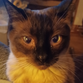 4 Paws Pet Taxi and In Home Pet Sitting - Wichita, KS