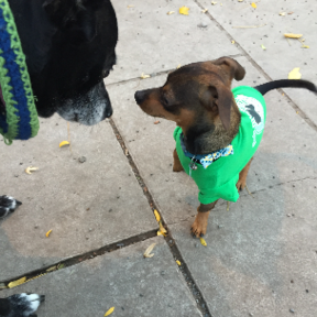 Compassionate Pet Transportation Services  - Seattle, WA