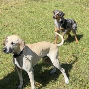 5 Star Dog Training  - NO FORT MYERS, FL