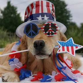 Doggy Clipps - Mobile Dog Grooming - Culpeper, VA