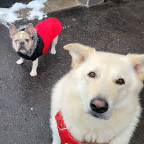 Trickz and Treatz Pet Services - Dog Walking Care - North York, ONMLG