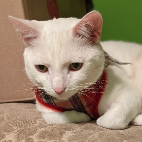 Pawsome Pet People - Dog Walking and In Home Pet Sitting - Wheaton, IL