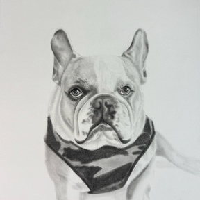 Custom Black and White Pet Portraits  - Portland, OR