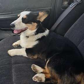 Nederhoff Transport Service - Pet Transportation - Wellsburg, IA