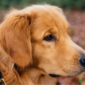 Heather The Pet Nanny - In Home Pet Sitting - Sarasota, FL