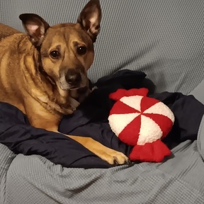 Better Bonds With Pets - Animal Reiki - Amesbury, MA