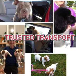 Trusted Transport - Pet Transportation Service - Nationwide