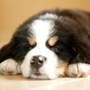Papadakis Photography - Illinois Pet Photographer  - South Barrington, IL