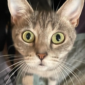 Michele Young - In Home Pet Sitting Services - Albany, MO