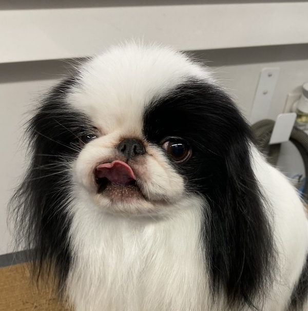 Coastal Canine Clippings - Mobile Dog Grooming Services - Brunswick, ME