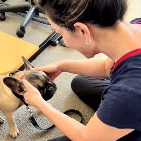  MAR Rehabilitation Services - Animal Chiropractic - San Diego, CA