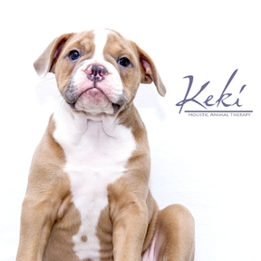 Keki Holistic Animal Therapy  - Charleston, SC