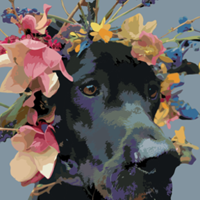 Custom Pet Portraits - York, PA