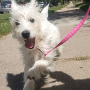 Denver Woof Pack - Professional Dog Walking Service - Denver, CO