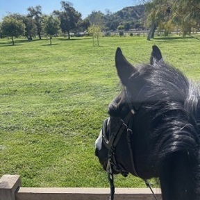 Equine Navicular Rehab - Horse Physical Therapy - Burbank, CA