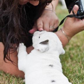 Jenn Wilson Pet Portraiture - Pet Photographer - Kitchener, ON