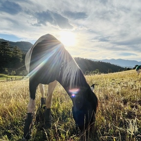 Lindsay Knuth - Shamanic Practitioner and Pet Medium - Indian Hills, CO
