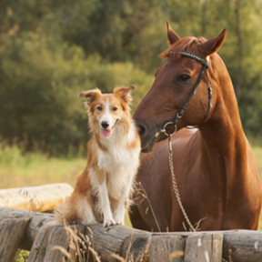 The Amber Current - Animal Communicator & Medium - Wilmington, NC