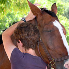 Bernardo Equine Therapy - Equine and Canine Massage Care  - Van Nuys, CA