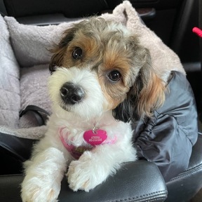 Furbaby Travels Wants To Assist You   - Poplarville, MS