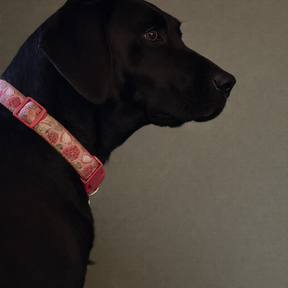 Field & Paws Dog Walking Services - Asheville, NC