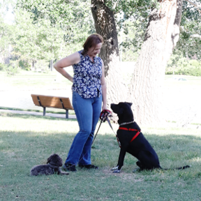 Amazing Pawsibilities - CCPDT Certified Private Dog Trainer - Denver, CO