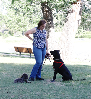 Amazing Pawsibilities - CCPDT Certified Dog Trainer - Denver, CO