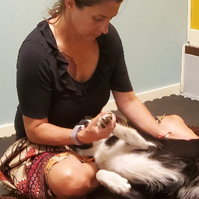 Fidoluv - Animal Massage Therapy - Eugene, OR