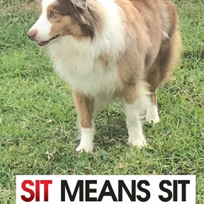 Sit Means Sit Palm Beach - Private Dog Training - Boynton Beach, FL
