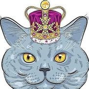 Kitty Kingdom - Cat Boarding Service - Nashville, TN