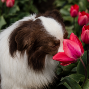 Willow Bee Pet Photography - Vancouver, WA