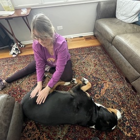 K9 Therapy Massage - Oakbrook Terrace, IL