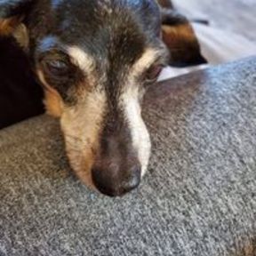 Who Let The Dogs Out - Pet Sitting Service - Lake Elsinore, CA