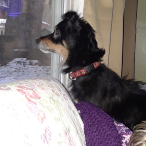 Pawsitively Pets - Dog Grooming and Doggy Daycare - Bolton, MA