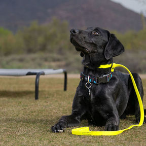 Sit Happens Dog Training - Cave Creek, AZ