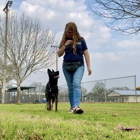 Train Your Dog | Dog Training & Behavior Education - Paige, TX