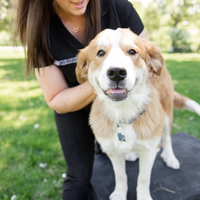 The Hive Chiropractic Center, LLC - Animal Chiropractic Care - Holmen, WI